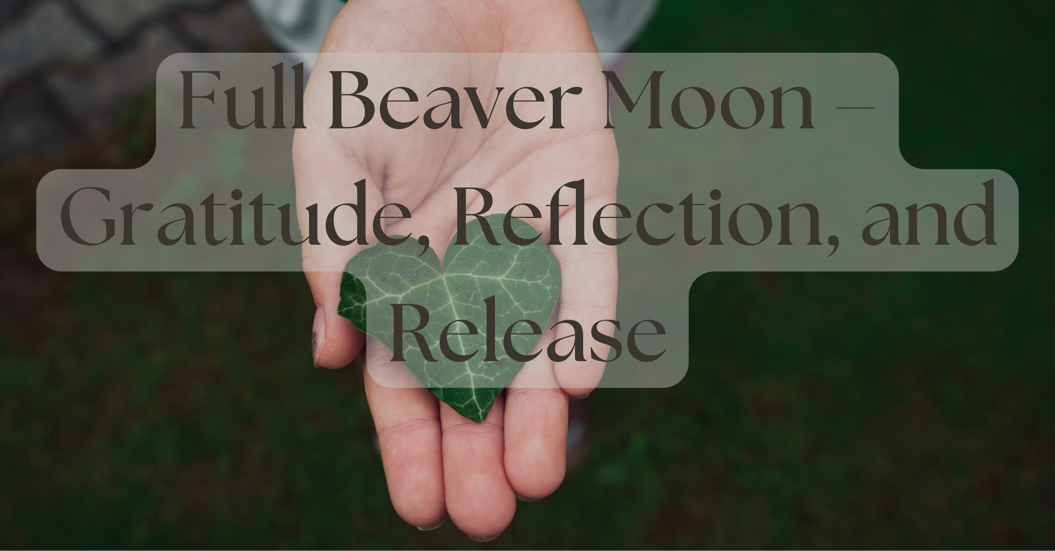 Full Beaver Moon – Gratitude, Reflection, and Release